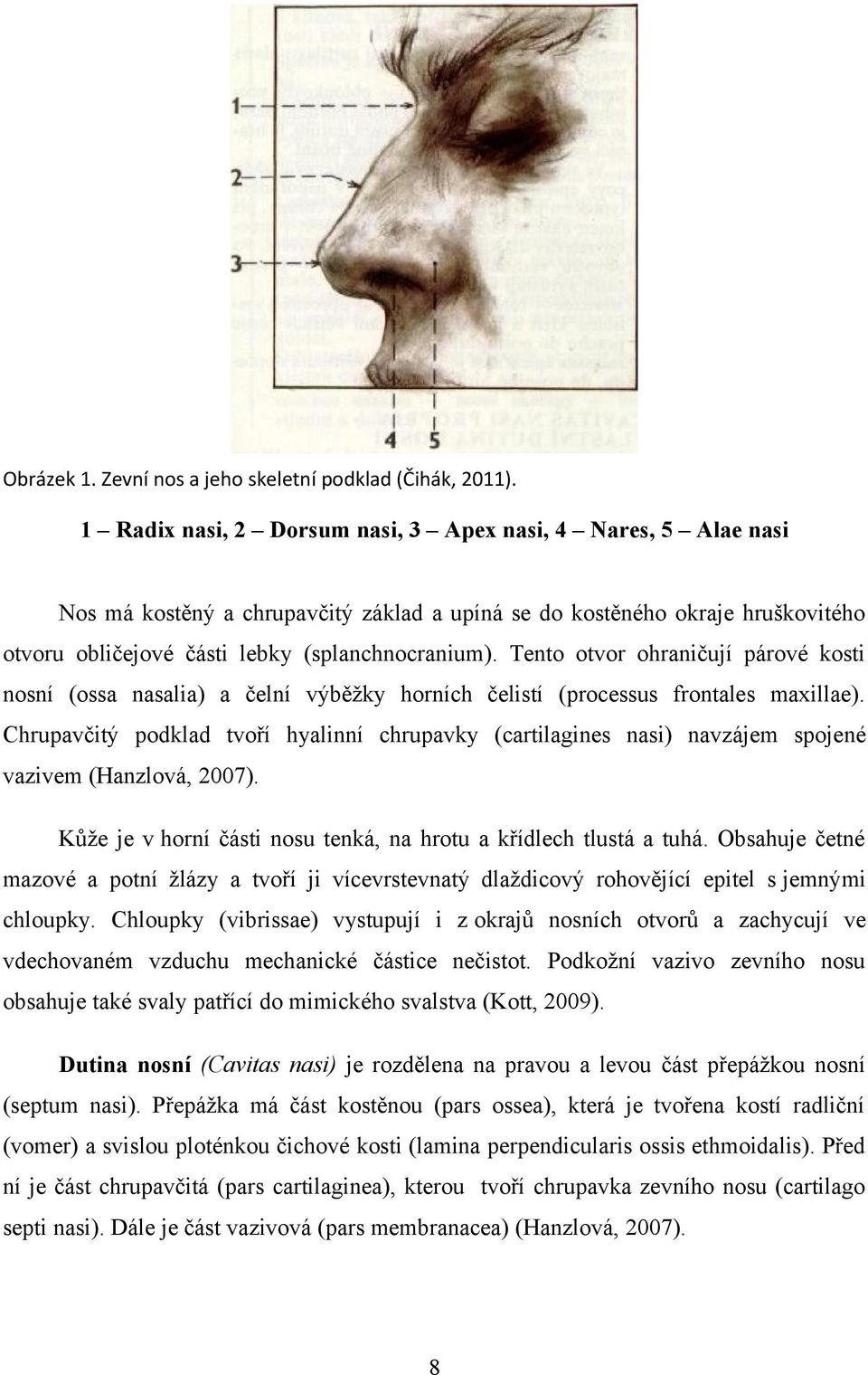 Tento otvor ohraničují párové kosti nosní (ossa nasalia) a čelní výběžky horních čelistí (processus frontales maxillae).