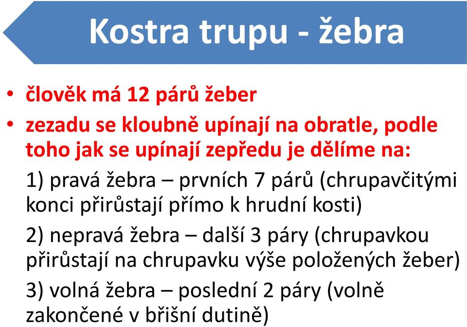 konci přirůstají přímo k hrudní kosti) 2) nepravá žebra další 3 páry (chrupavkou přirůstají