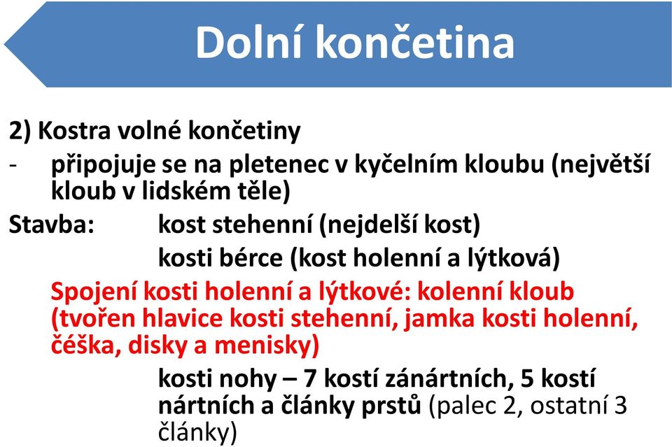 Spojení kosti holenní a lýtkové: kolenní kloub (tvořen hlavice kosti stehenní, jamka kosti holenní,