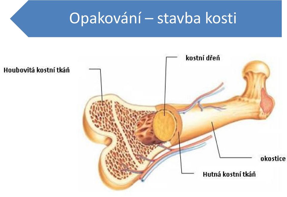 kosti