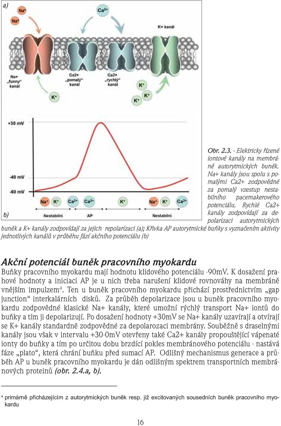 průběhu fází akčního potenciálu (b) Akční potenciál buněk pracovního myokardu Buňky pracovního myokardu mají hodnotu klidového potenciálu -90mV.