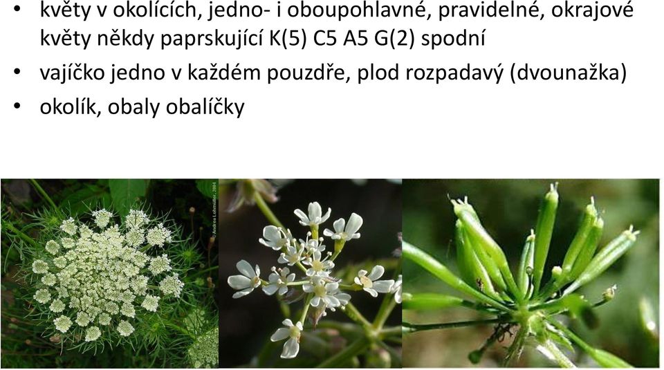 K(5) C5 A5 G(2) spodní vajíčko jedno v každém