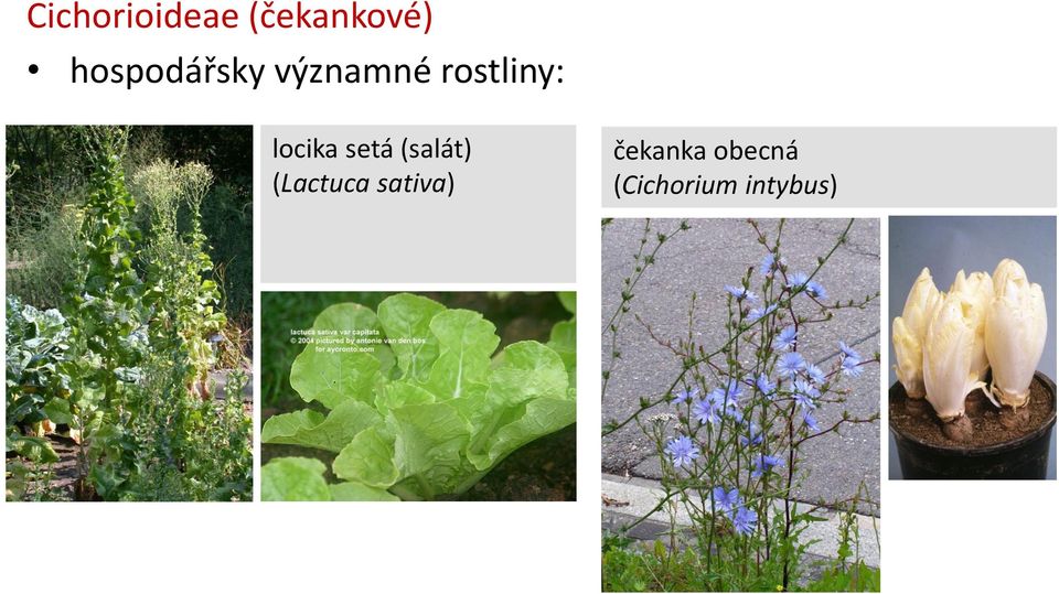 locika setá (salát) (Lactuca