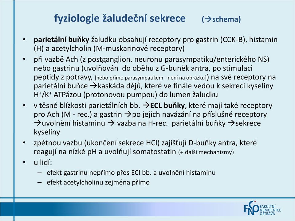 buňce kaskáda dějů, které ve finále vedou k sekreci kyseliny H + /K + ATPázou (protonovou pumpou) do lumen žaludku v těsné blízkosti parietálních bb.