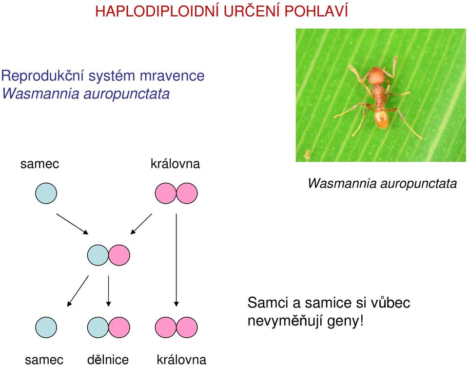 královna Wasmannia auropunctata Samci a