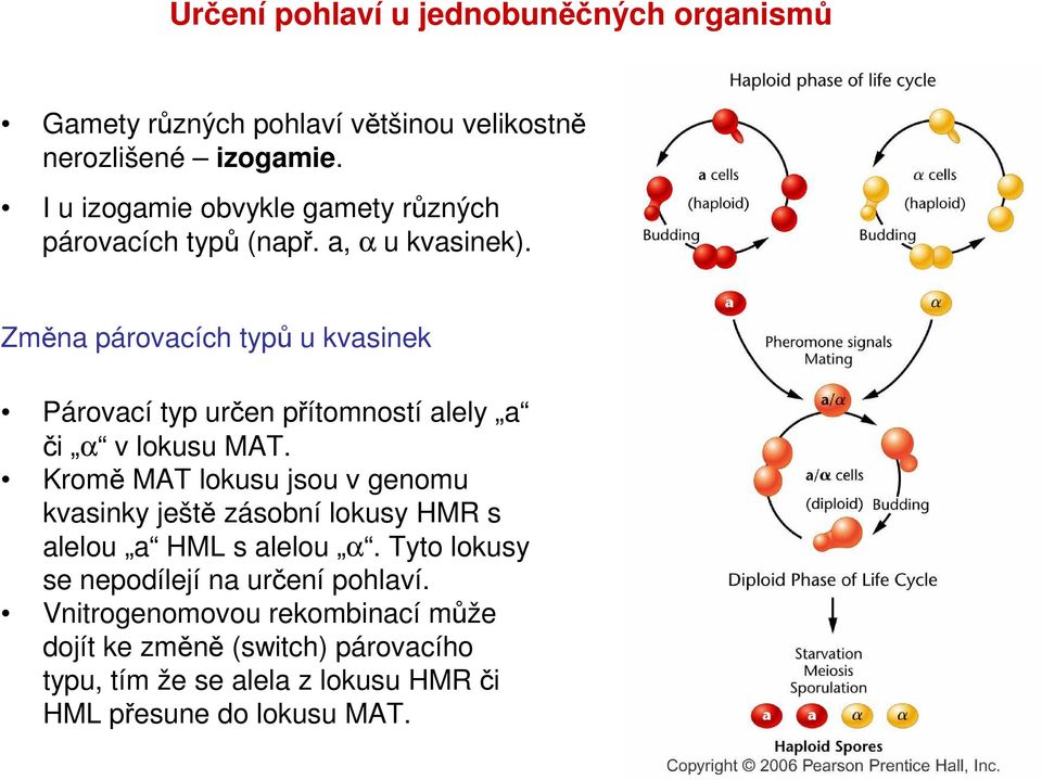 Změna párovacích typů u kvasinek Párovací typ určen přítomností alely a či α v lokusu MAT.