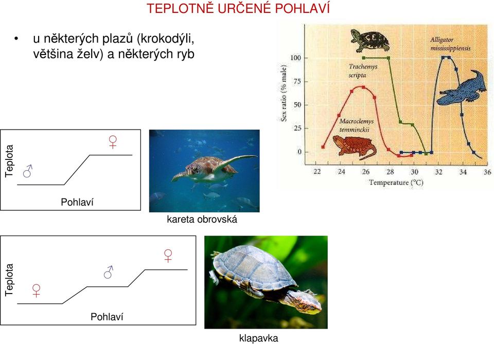 TEPLOTNĚ URČENÉ POHLAVÍ Teplota