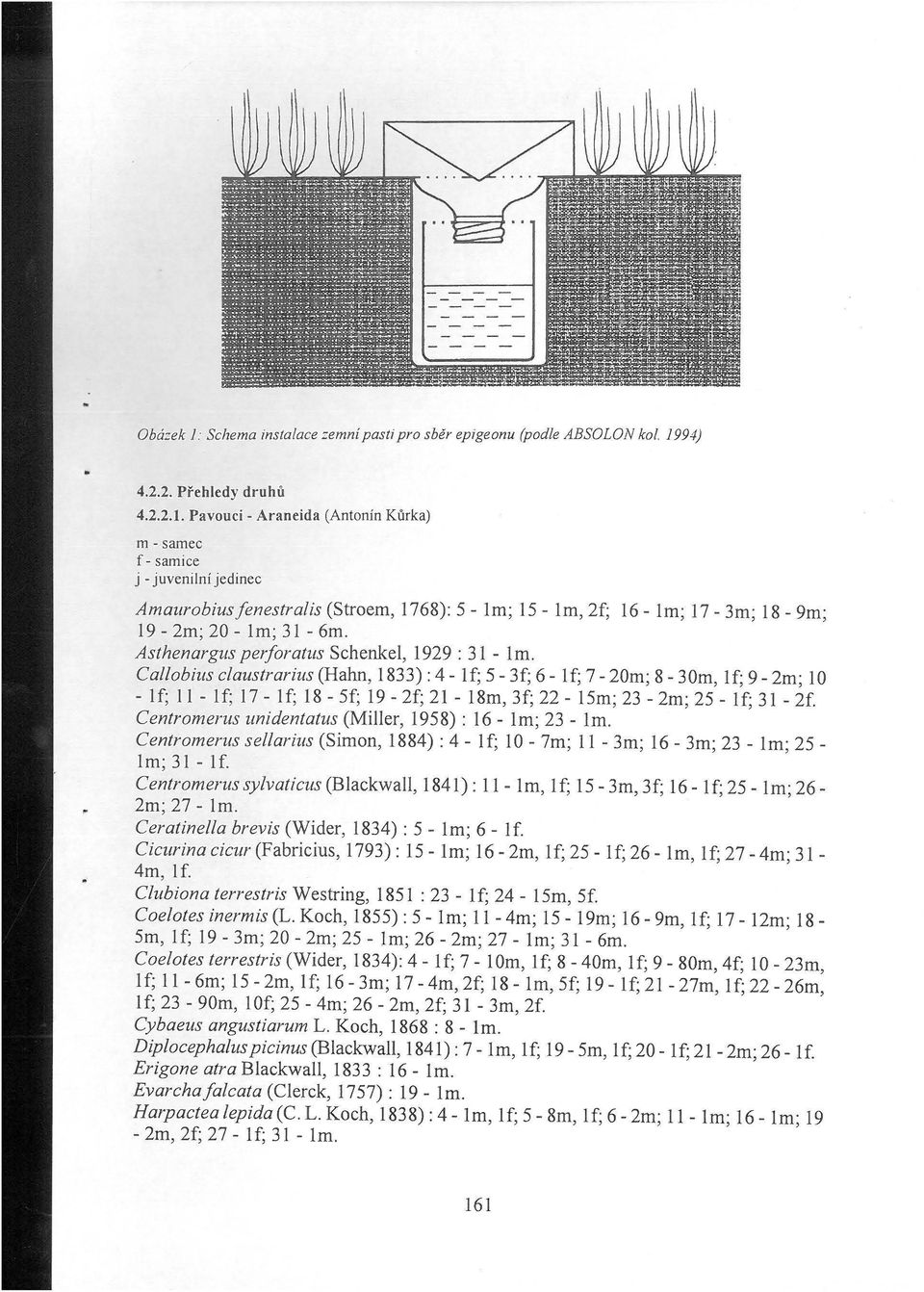 Asthenargus perforatus Schenkel, 1929 : 31 - lm.
