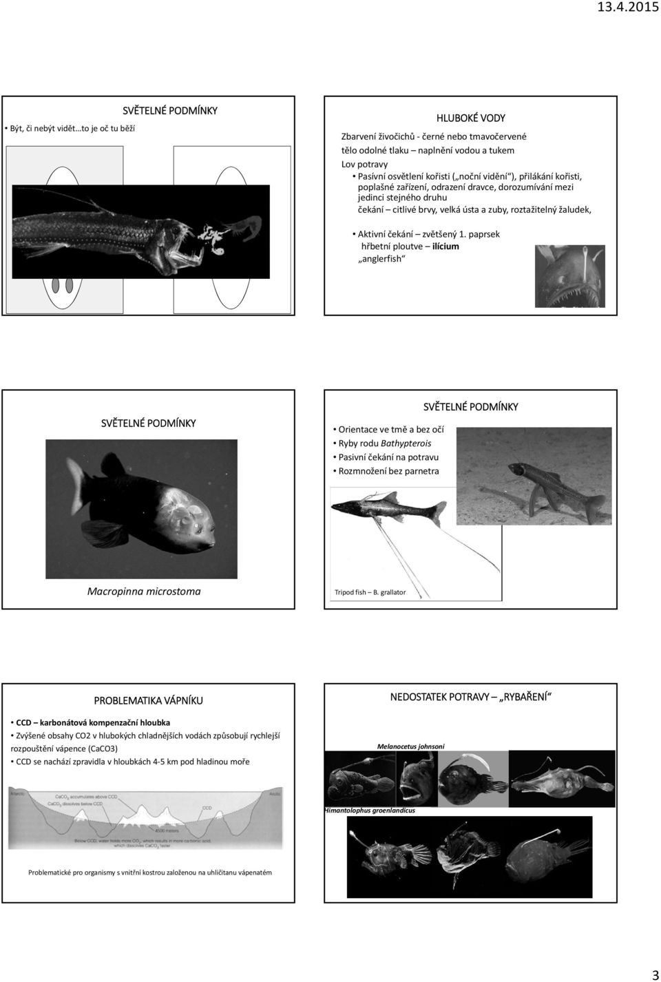 paprsek hřbetní ploutve ilícium anglerfish Orientace ve tmě a bez očí Ryby rodu Bathypterois Pasivní čekání na potravu Rozmnožení bez parnetra Macropinna microstoma Tripod fish B.