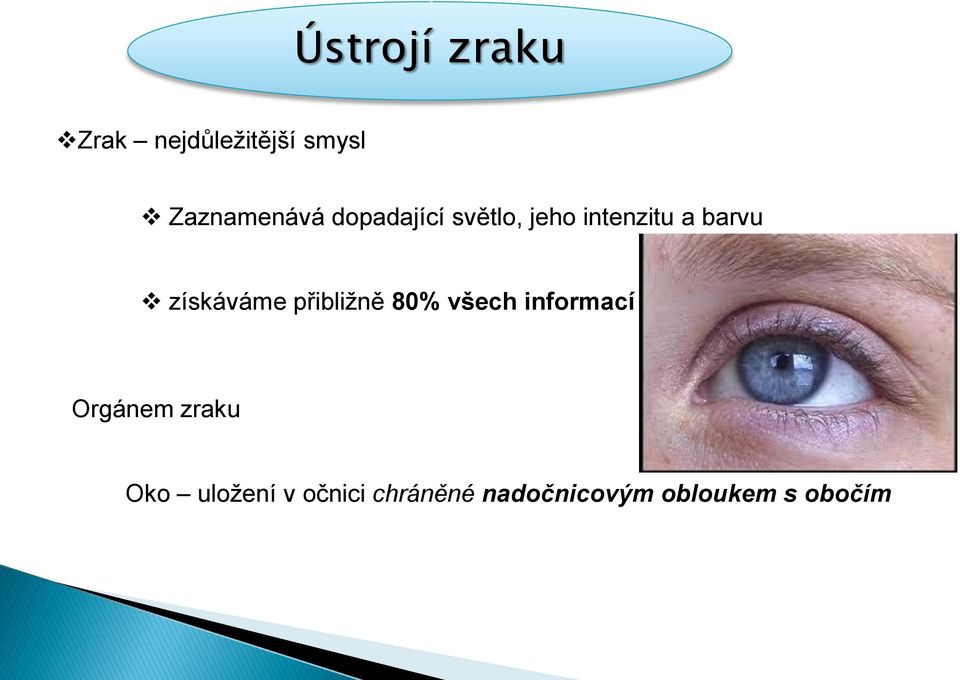 přibližně 80% všech informací Orgánem zraku Oko