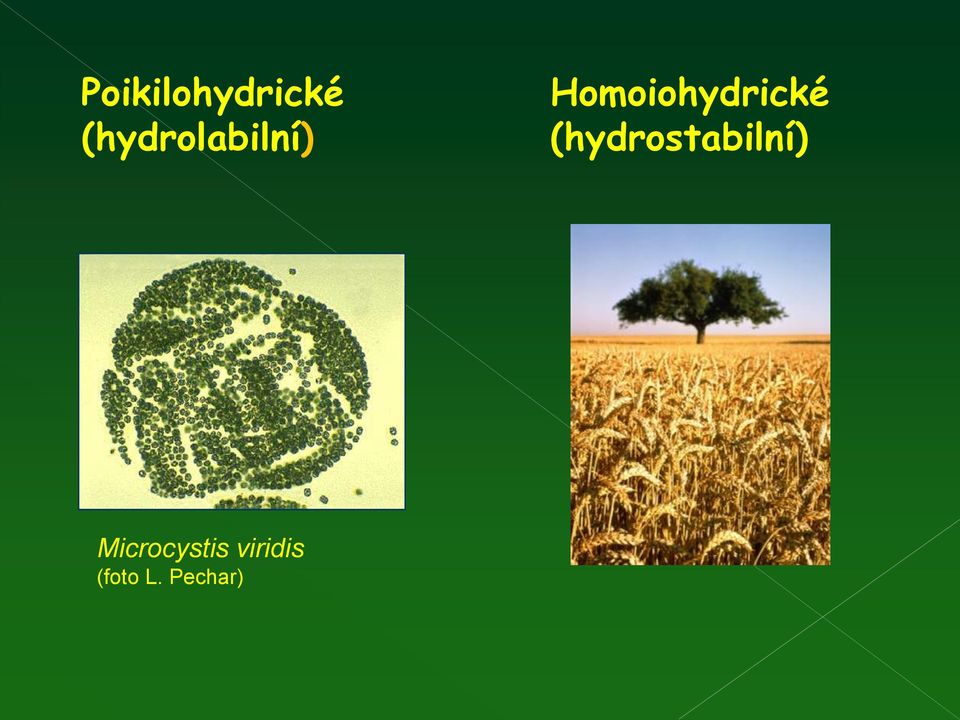 Homoiohydrické