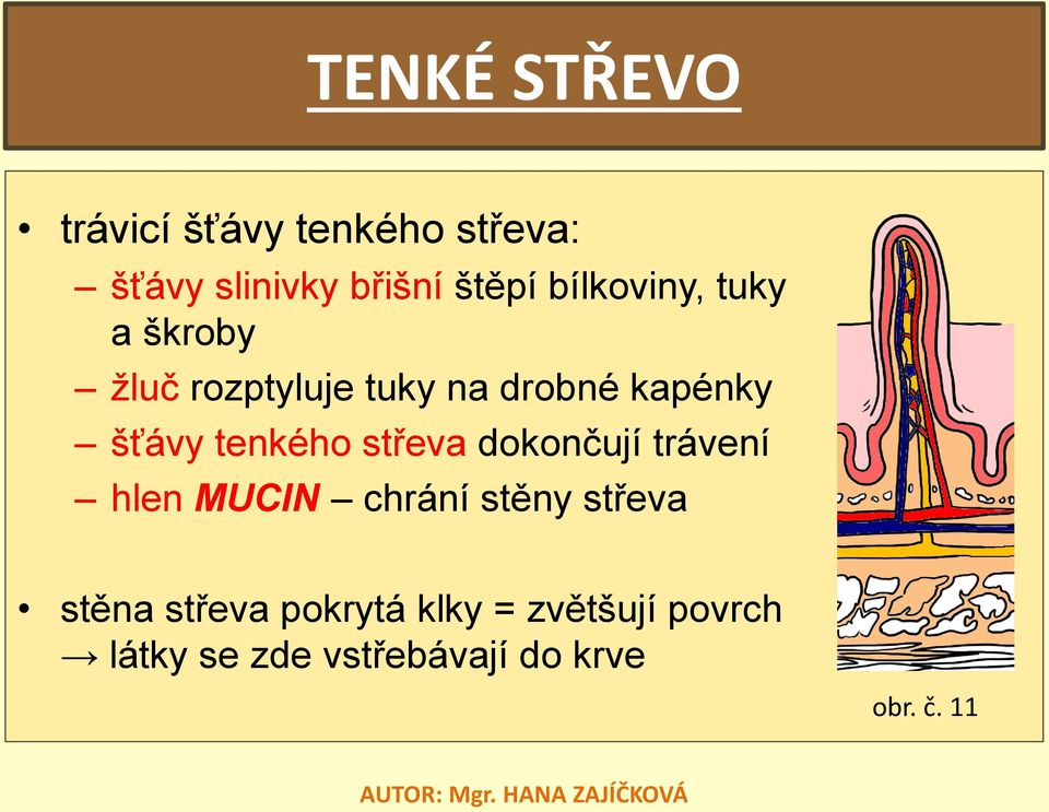 tenkého střeva dokončují trávení hlen MUCIN chrání stěny střeva stěna