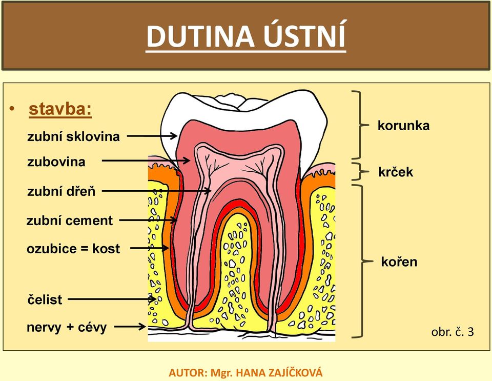 korunka krček zubní cement