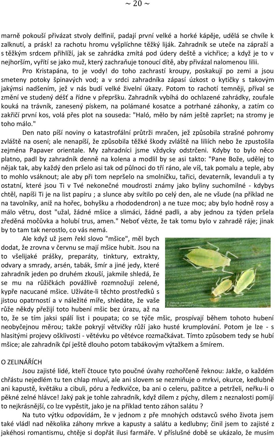 nalomenou lilii. Pro Kristapána, to je vody!