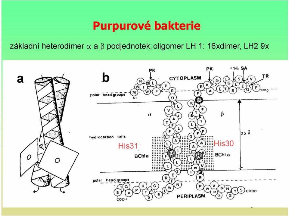 podjednotek;oligomer LH