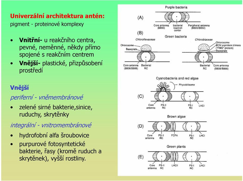 periferní - vněmembránové zelené sirné bakterie,sinice, ruduchy, skrytěnky integrální -