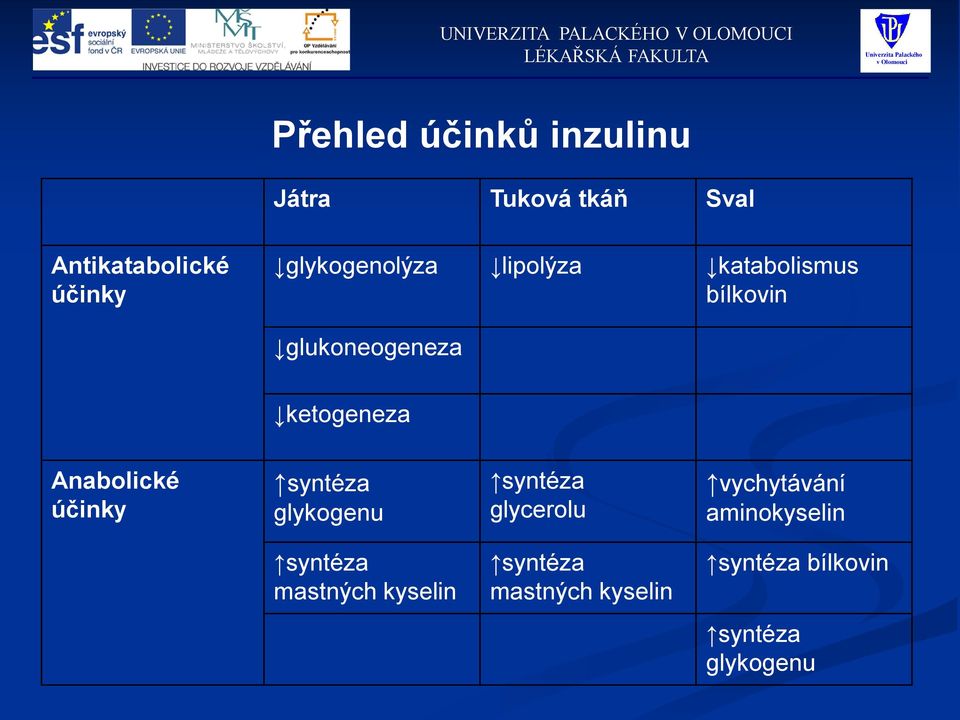 Anabolické účinky syntéza glykogenu syntéza glycerolu vychytávání