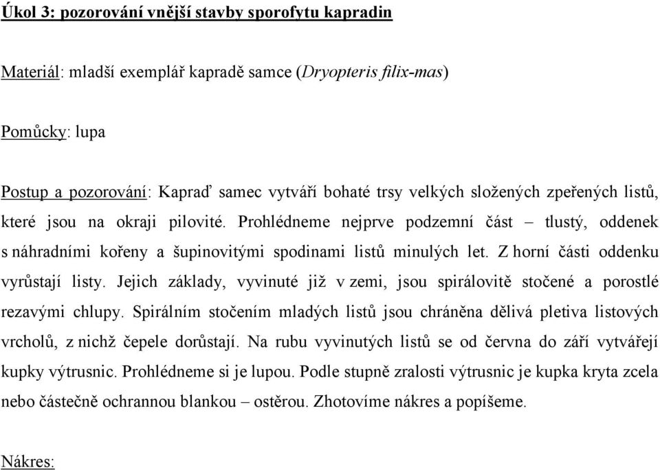 Z horní části oddenku vyrůstají listy. Jejich základy, vyvinuté již v zemi, jsou spirálovitě stočené a porostlé rezavými chlupy.