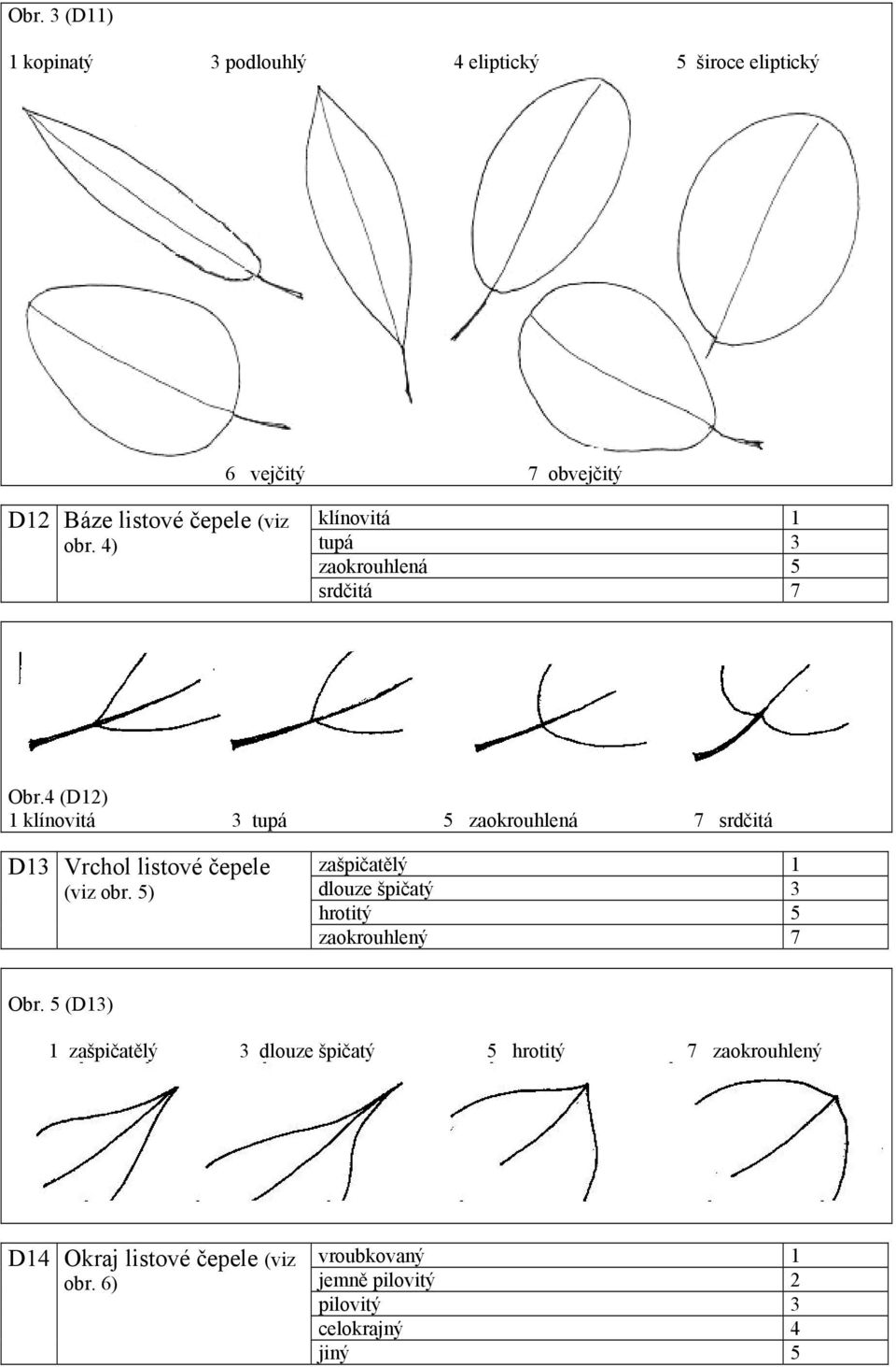 4 (D12) 1 klínovitá 3 tupá 5 zaokrouhlená 7 srdčitá D13 Vrchol listové čepele (viz obr.