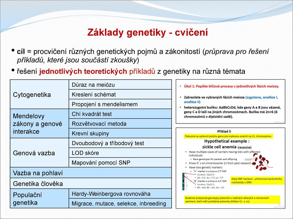 Vazba na pohlaví Genetika člověka Populační genetika Důraz na meiózu Kreslení schémat Propojení s mendelismem Chí kvadrát test Rozvětvovací