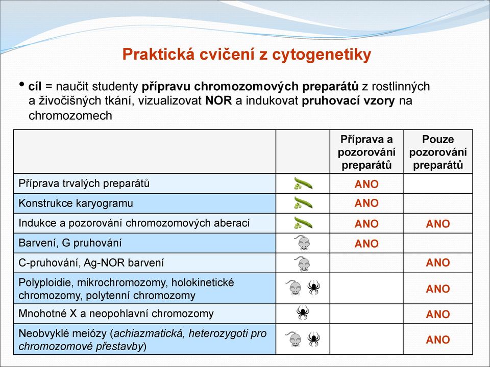 preparátů Indukce a pozorování chromozomových aberací Barvení, G pruhování C-pruhování, Ag-NOR barvení Polyploidie, mikrochromozomy,