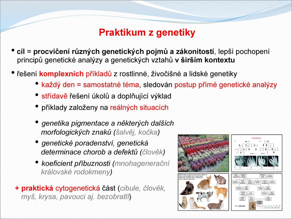 výklad příklady založeny na reálných situacích genetika pigmentace a některých dalších morfologických znaků (šalvěj, kočka) genetické poradenství, genetická