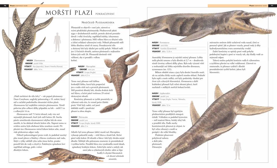 Elasmosaurus byl nejdelším známým plesiosaurem. Téměř polovina jeho celkové délky připadala na krk měřil 5 m z celkových 14 m.