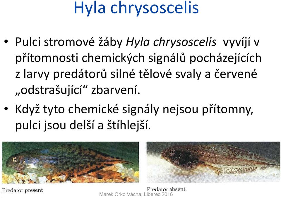predátorů silné tělové svaly a červené odstrašující zbarvení.