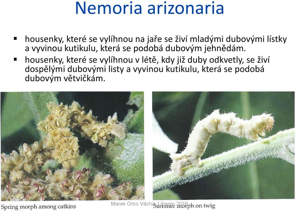housenky, které se vylíhnou v létě, kdy již duby odkvetly, se živí