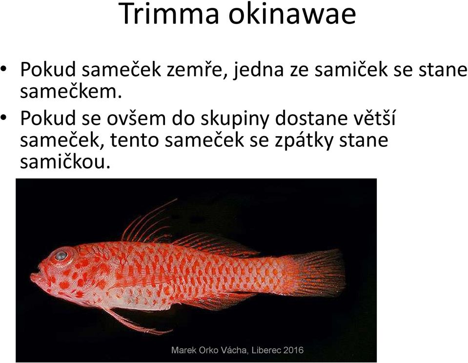 Pokud se ovšem do skupiny dostane větší