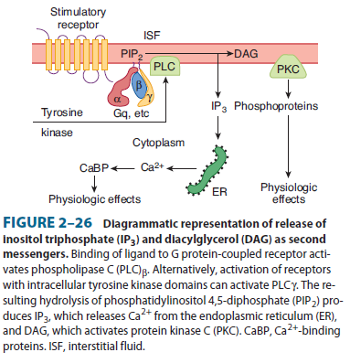 Inositoltrifosfátový systém αq po uvolnění z komplexu navázáním GTP aktivuje fosfolipázu C štěpí fosfatidylbisfosfát(pip2) na diacylglycerol (DAG) a inositoltrifosfát (IP3) DAG aktivuje proteinkinázu
