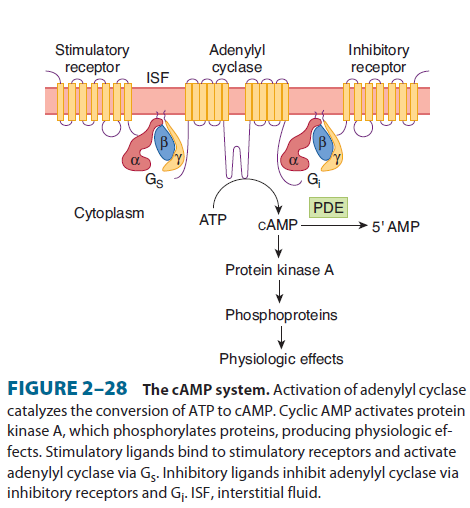 Adenylátcyklázový systém αs a αi - po uvolnění z komplexu, ovlivňují adenylátcyklázu = enzym tvořící camp z ATP camp stimuluje camp-dependentní protein kinasu A fosforyluje proteiny a CREB (camp-