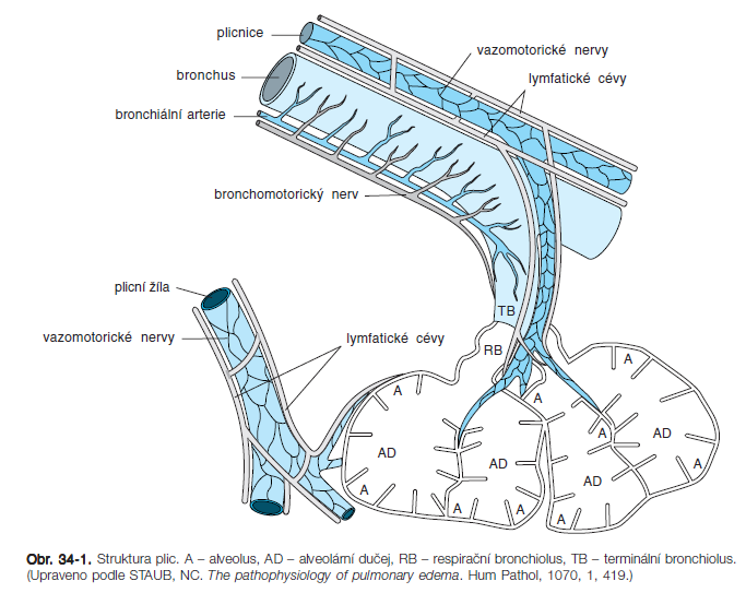 Dýchací systém Sympatikus β2 receptory Bronchodilatace sekrece žláz mukociliárního eskalátoru