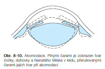 Účinky na oko Sympatikus α1 mydriáza kontrakcí m. dilatátor pupilae β2 akomodace do dálky kontrakcí radiálních vláken m.
