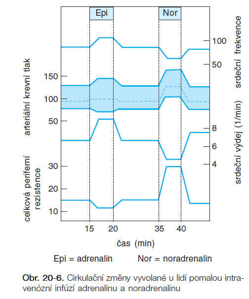 Rozdílné účinky adrenalinu vs.