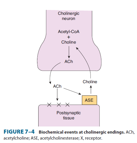 Pregangliové receptory sympatiku a pre- a postgangliové parasympatiku Mediátorem je acetylcholin (Ach) Acetylcholin vzniká z cholinu a acetyl-coa (katalyzováno enzymem cholin acetyltransferázou) v