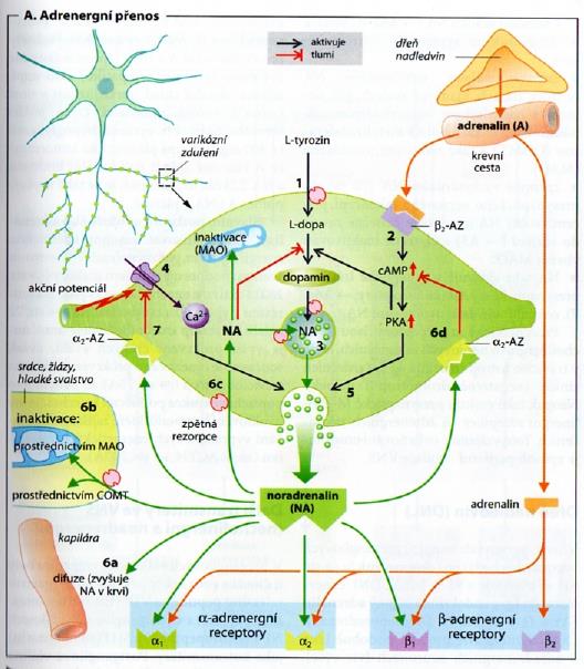 Sympatické nervové zakončení Varikózní typ nervového zakončení Hlavní mediátor je noradrenalin = norepinefrin syntetizovaný z