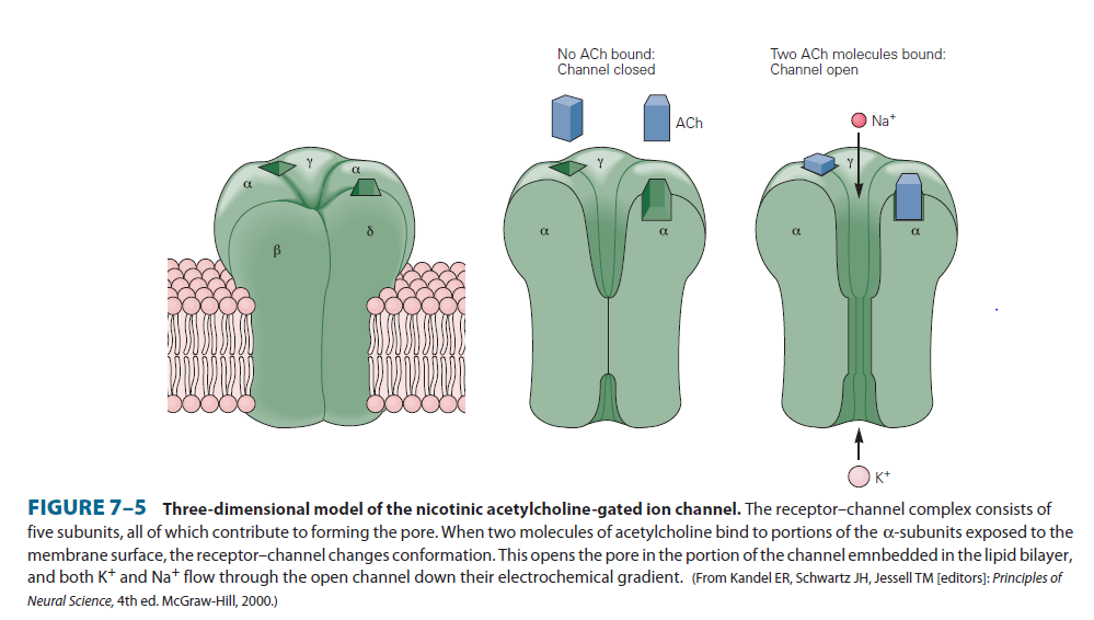 Nikotinový receptor 2 molekuly acetylcholinu se váží na α podjednotky receptoru