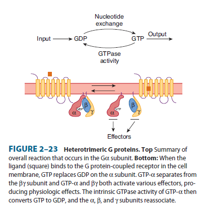 Postgangliové receptory sympatiku α1, α2, β1, β2, β3 Metabotropní receptory = spojeny s G proteinem Navázání ligandu na receptor konformační změna G protein asociovaný s receptorem