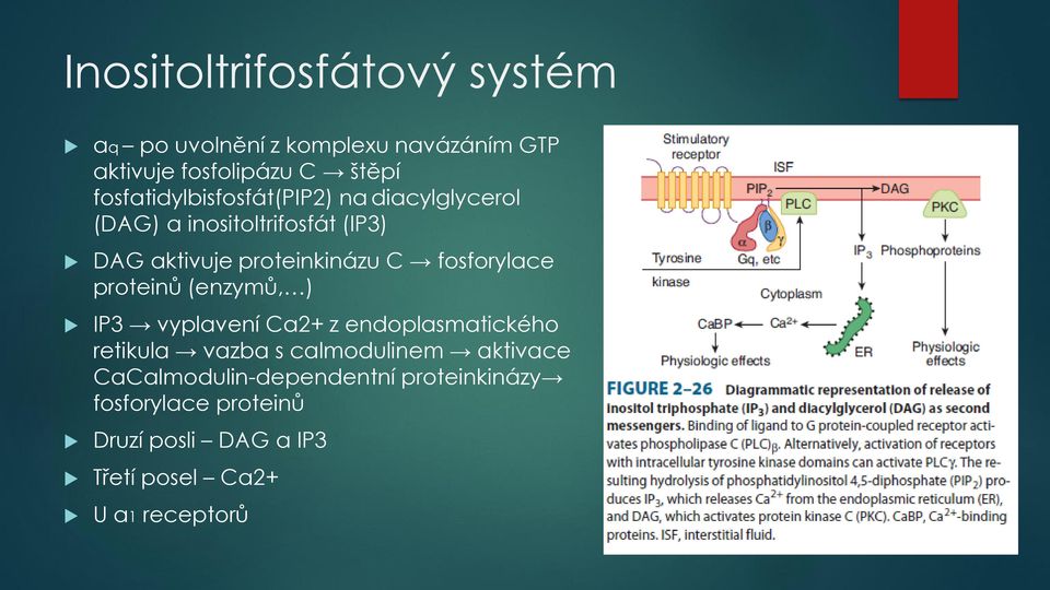 fosforylace proteinů (enzymů, ) IP3 vyplavení Ca2+ z endoplasmatického retikula vazba s calmodulinem