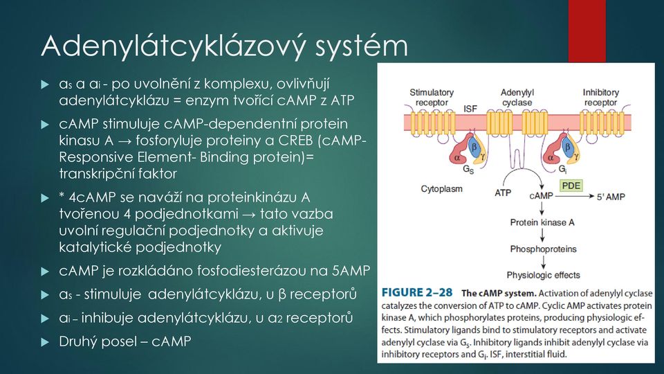 se naváží na proteinkinázu A tvořenou 4 podjednotkami tato vazba uvolní regulační podjednotky a aktivuje katalytické podjednotky camp