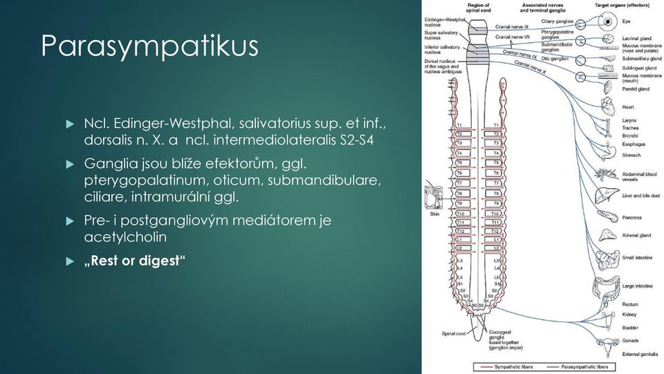 intermediolateralis S2-S4 Ganglia jsou blíže efektorům, ggl.