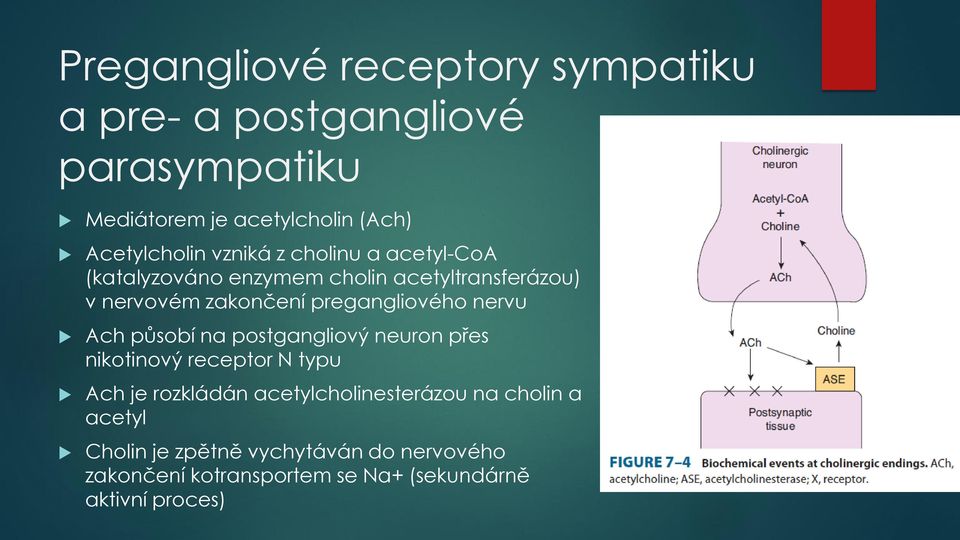 nervu Ach působí na postgangliový neuron přes nikotinový receptor N typu Ach je rozkládán acetylcholinesterázou na