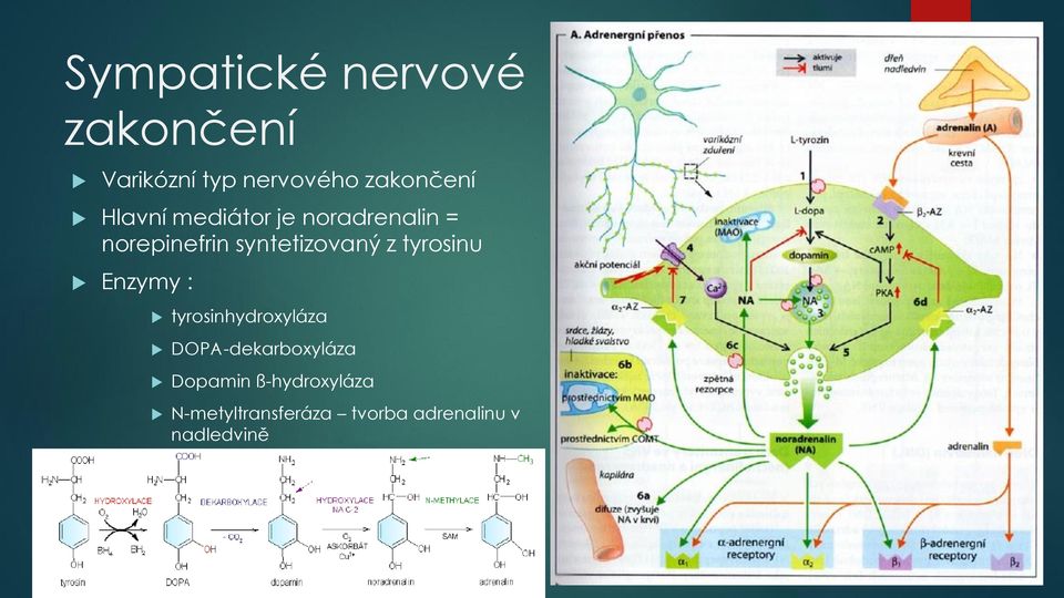 tyrosinu Enzymy : tyrosinhydroxyláza DOPA-dekarboxyláza Dopamin