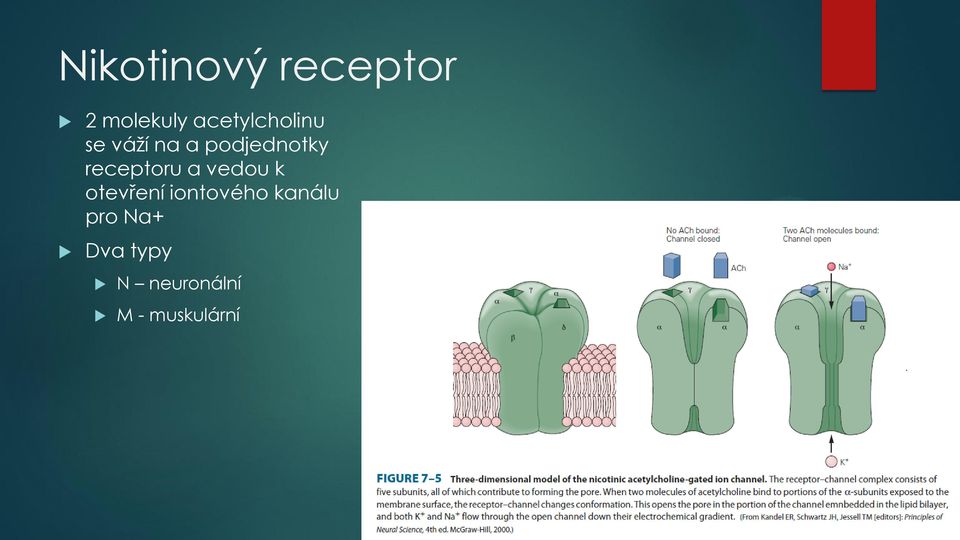 receptoru a vedou k otevření iontového