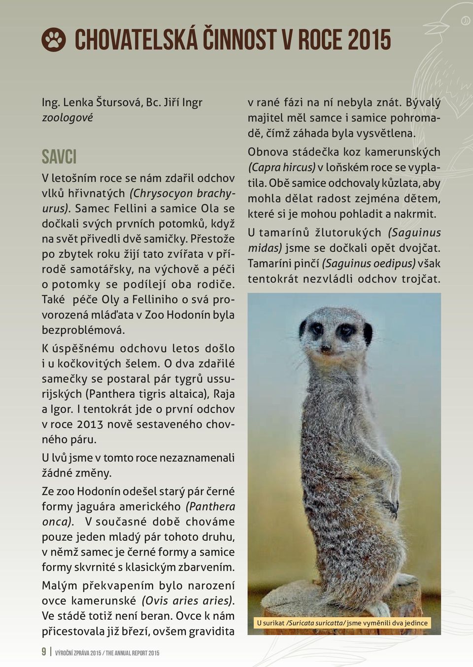 Přestože po zbytek roku žijí tato zvířata v přírodě samotářsky, na výchově a péči o potomky se podílejí oba rodiče.