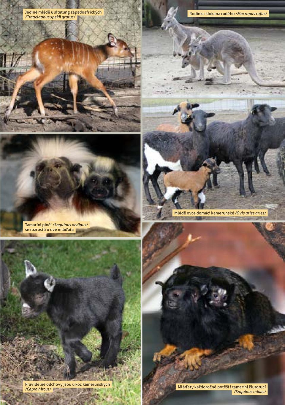 oedipus/ se rozrostli o dvě mláďata Pravidelné odchovy jsou u koz kamerunských /Capra hircus/ 11