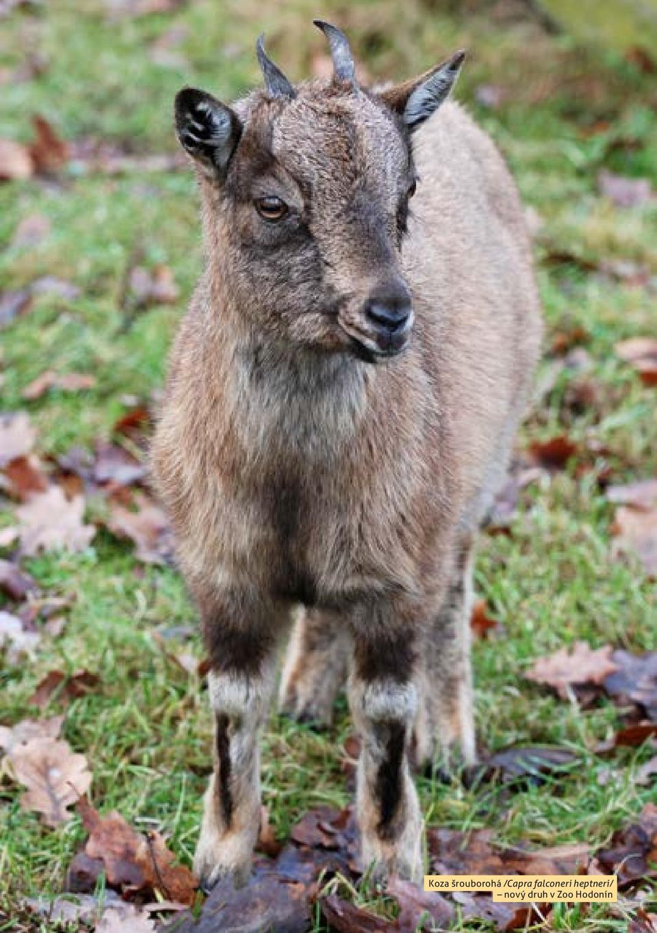 šrouborohá /Capra falconeri