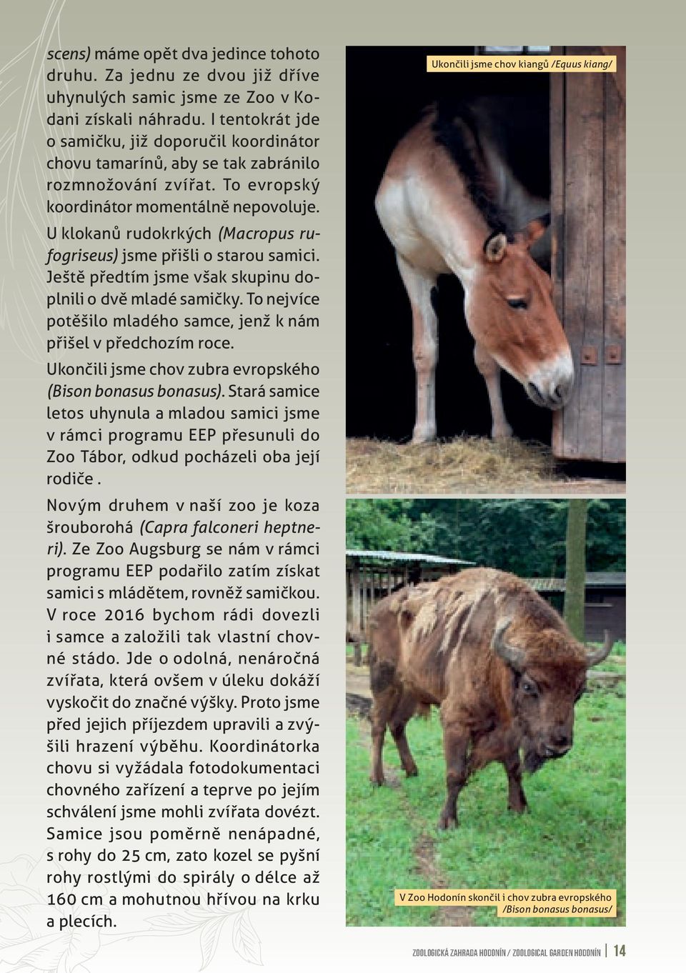 U klokanů rudokrkých (Macropus rufogriseus) jsme přišli o starou samici. Ještě předtím jsme však skupinu doplnili o dvě mladé samičky.