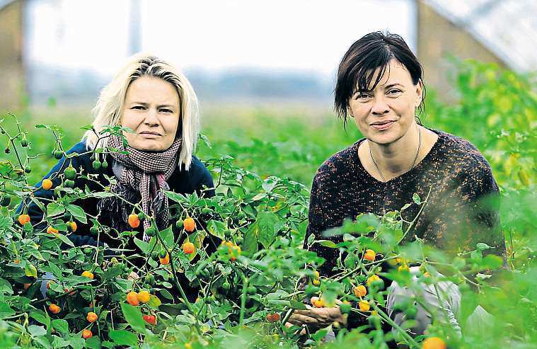 8 3. října 2014 Blanensko, Boskovicko Rozjelypekelně pálivýbyznys, chilli pěstovaly na parapetu Kamarádky se živí prodejem pálivých papriček. Ostré milují.